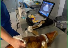 Dog Phantom for X-Ray CT, Ultrasound